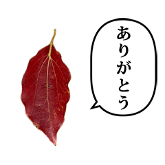 [LINEスタンプ] 落ち葉 と ふきだし