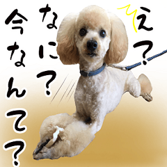 [LINEスタンプ] プードルの写真スタンプ