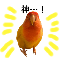 [LINEスタンプ] コザクラインコのキロちゃん その③