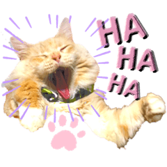 [LINEスタンプ] 気ままな猫達11