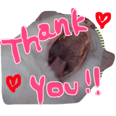 [LINEスタンプ] しらす 猫