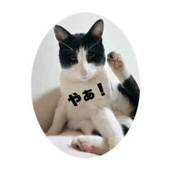 [LINEスタンプ] ねこさんたち.