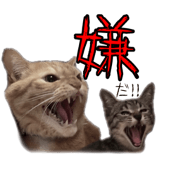 [LINEスタンプ] 蒲田コージン猫院 助手たち