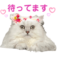 [LINEスタンプ] ペルシャ猫ななちゃん