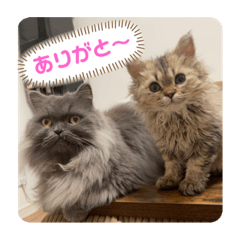 [LINEスタンプ] べべエマスタンプ
