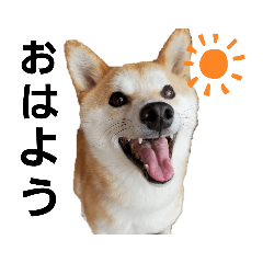 [LINEスタンプ] まめはるすたんぷ☀️