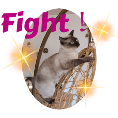 [LINEスタンプ] 猫愛スタンプ  ❸