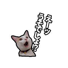 [LINEスタンプ] かわいい猫のふーちゃんのスタンプ