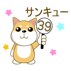 [LINEスタンプ] 柴犬②（タイ語通訳）