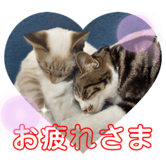 [LINEスタンプ] 猫愛スタンプ  ❶