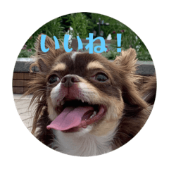 [LINEスタンプ] 犬三昧ver12