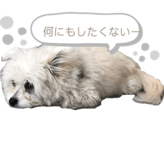 [LINEスタンプ] もふもふ珀君