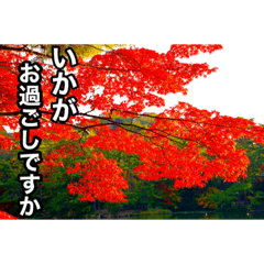 [LINEスタンプ] 日本庭園の紅葉