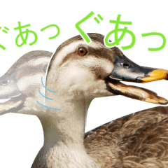 [LINEスタンプ] 普段使いのカモ（鴨）スタンプですねぇ