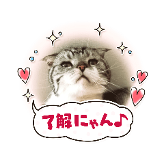 [LINEスタンプ] きままなうちねこ