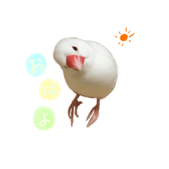 [LINEスタンプ] 文鳥さくちゃん