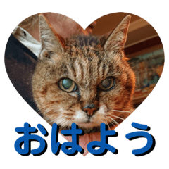 [LINEスタンプ] さび猫館の猫たち