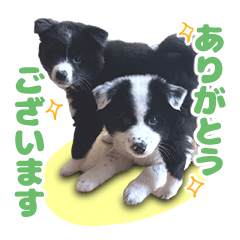 [LINEスタンプ] 保護犬サウスとウェスト