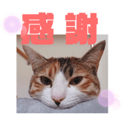 [LINEスタンプ] リコにゃんスタンプ2