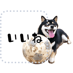 [LINEスタンプ] 黒柴犬 の♡メッセージ♡スタンプ03 豆柴