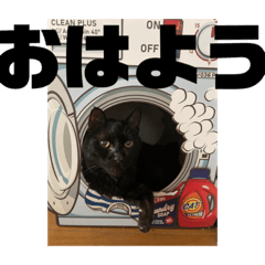 [LINEスタンプ] ラスタ＆ケビン‼️