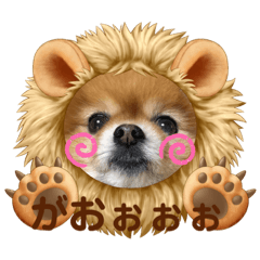 [LINEスタンプ] ポメラニアンのみる君です②