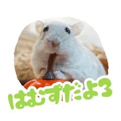 [LINEスタンプ] はむずだよ3