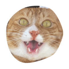 [LINEスタンプ] ムートン君