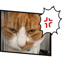 [LINEスタンプ] ネコで返事