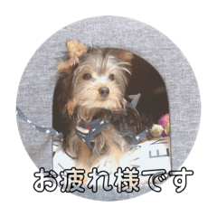 [LINEスタンプ] ヨークシャーテリア 仕事で使える