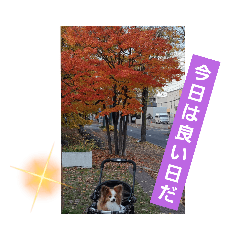 [LINEスタンプ] ぱぴぱぴパピヨン51