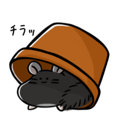 [LINEスタンプ] そうたくん家のチンチラ