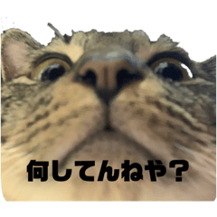 [LINEスタンプ] 俺、わさび2