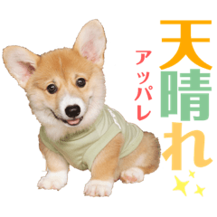 [LINEスタンプ] corgi-86