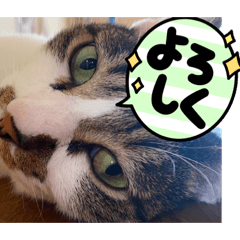 [LINEスタンプ] ジョイにゃんこ③
