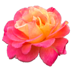 [LINEスタンプ] 秋の薔薇