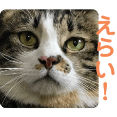 [LINEスタンプ] 駄猫トマトの普段使えそうな挨拶スタンプ