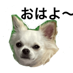 [LINEスタンプ] ころんたんスタンプ