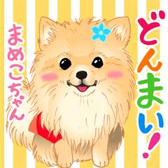 [LINEスタンプ] 2021 1030 ポメラニアン まめこちゃん