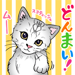 [LINEスタンプ] 2021 1030 スコティッシュフォールド ムー