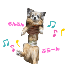 [LINEスタンプ] 愛犬ごくぅのスタンプ①