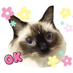 [LINEスタンプ] ラグドールはなな