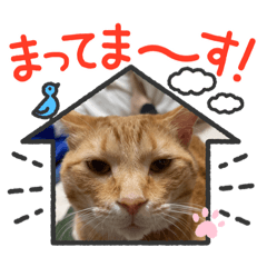 [LINEスタンプ] わが家のぬこさん4