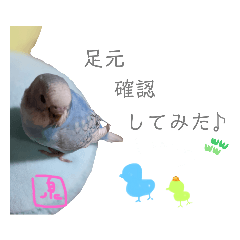 [LINEスタンプ] 泉家 〜思いやりインコ〜