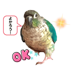 [LINEスタンプ] ウロコインコのもっちゃん♡