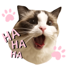 [LINEスタンプ] ラグドールもここ
