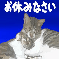 [LINEスタンプ] かわいい猫ちゃんの日常会話