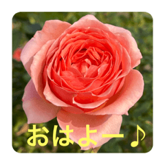 [LINEスタンプ] ゆきちゃんスタンプ8