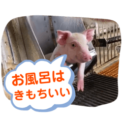 [LINEスタンプ] ブーブー家族 ①の画像（メイン）