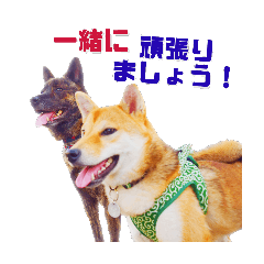 [LINEスタンプ] 甲斐犬と柴犬「川沿いに歩く妻サヲル」